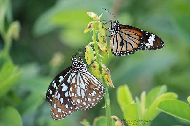 Blue tiger butterfly and Common tiger butterfly