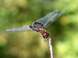 Carolina Saddlebags