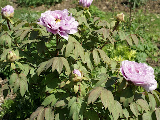 Paeonia Suffruticosa 'Shin Kamata'