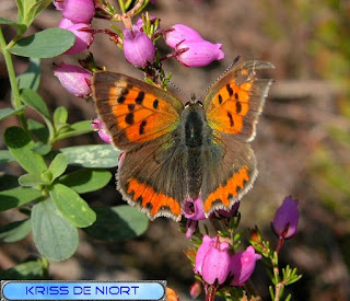 Lycaena phlaeas - Cuivré commun - Bronzé