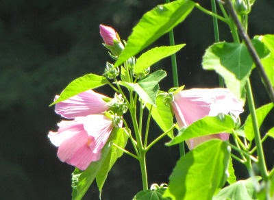 wild hibiscus, swamp rose-mallow