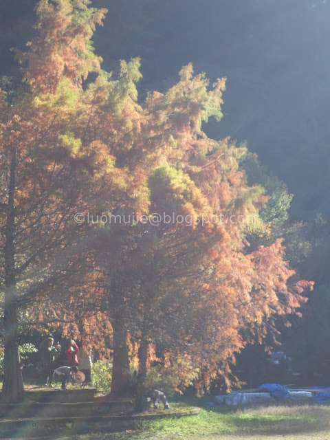 Wuling Farm maple autumn foliage