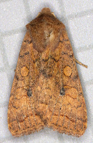 Brick, Agrochola circellaris.  A Noctuid.  Moth trap in Hayes, 29 October 2011.