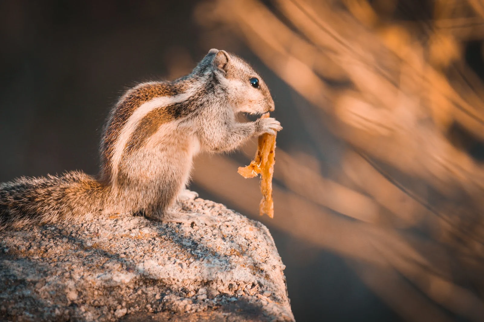 squirrel on rock selective focus photography 846870