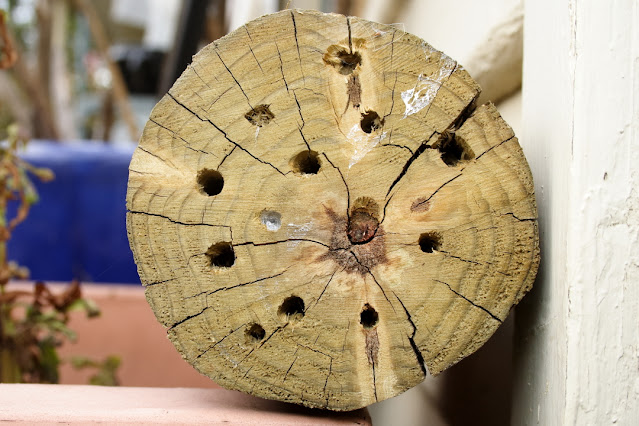 Holes of around 3mm to 8mm drilled in the end of an old log.