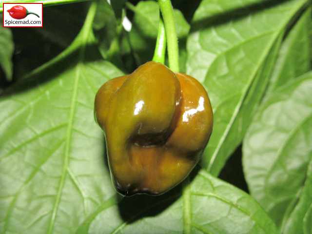 Chocolate Habanero - 26th September 2018