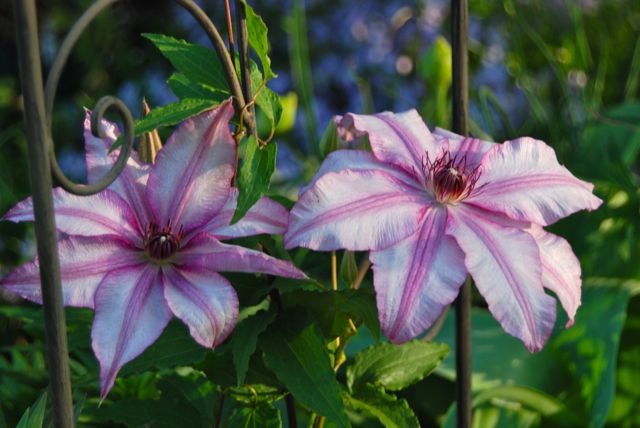 One of my favorite Clematis, C. 'John Warren' on the flower trellis in the Driveway Garden.