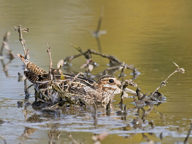 Hide-and-seek: Wilson's Snipe. Oregon, October. Greg Gillson.