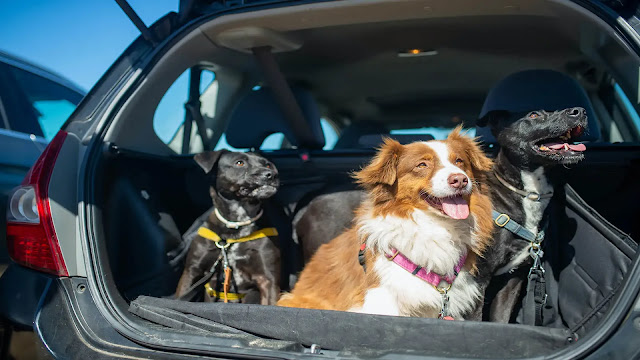 Dogs carsickness