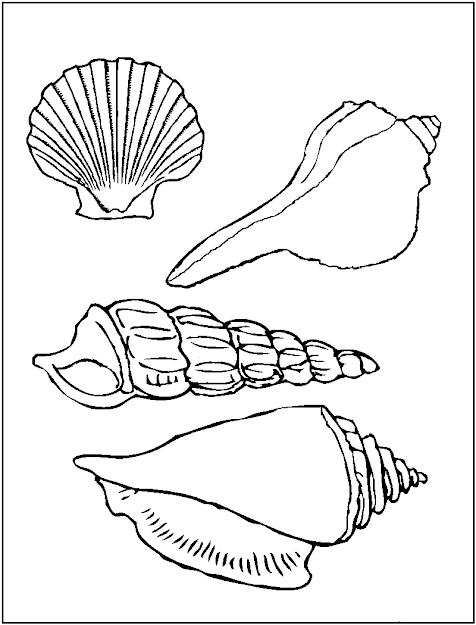 Printable Pictures Of Sea Shells  Printable Seashell Coloring Pages