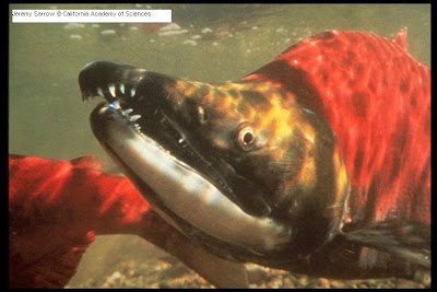 Ugly Overload: Sockeye