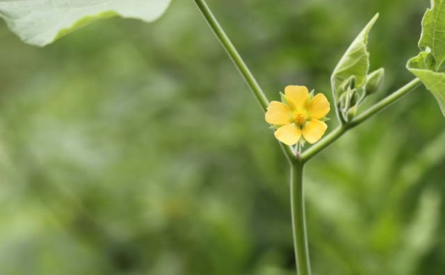 Indian Mallow Flowers