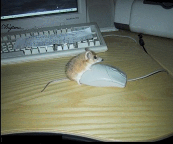 Rato