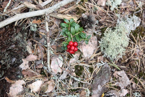 Svamskogen  augusti 2012 008