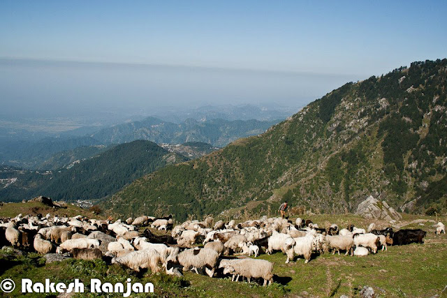 Triund is one of the popular treks in Himachal Pradesh. This is counted in moderate treks, although many of the trekkers consider it simple trek. This Photo Journey shares wonderful series of photographs by Rakesh Ranjan, who has done this trek many times. Let's check out this Photo Journey and enjoy the trek with Rakesh Ranjan !Triund is just 10 kilometers from Bhagsu Nag which is now very famous among  foreigner tourist as a trekking paradise. Triund is name of a ridge in Dhauladhar Himalayas... Reaching Triund is very easy for people coming to Mcledoganj and Dharmshala. Accommodation at Triund is available in the rest house of Forest Department, but water has to be fetched from a distance of about 2 kilometers. Most of the times trekkers prefer to stay in tents. Many local companies arrange trekking facilities for trekkers & tourists. Although many of the trekkers take their stuff with them.  Triund lies at the feet of the perpetually snow covered Dhauladhar mountain ranges at the height of three thousands meters. It's around 20 kilometers from Dharmshala Town. The snow line starts at Ilaqa which is at 3300 feet, 5km from Triund.A photograph showing sunset moments from top at Triund !Triund is a popular picnic and trekking spot around Dharmshala/Mcleodganj. The tracks from Rawa, Dal Lake, Dharamkot and Bhagsunag meet at a ridge known as Galu temple (2130 meters) which has a small shrine and water point.A wonderful photograph by Rakesh Ranjan which looks quite similar to what we have seen in Windows-XP wallpapersHimalayas is very beautiful but my main emphasis to come in this area can be Yoga & Meditation...The trek to Triund is quite easy as compared to other treks and first timers can manage doing this trek. Some of the trekkers also like to move ahead to Ilaka, as path is a little treacherous in some spots can be more adventurous.A herd of Sheeps around Triund Trek !A View of Mcleodganj & Dharmshala towns from triund Trek in Himachal Pradesh !Folks who plan to visit Mcledoganj/Dharmshala during the weekend, they plan to go till Triund during day time and come back by evening. This trek can easily be done in one day, although it can be completely different experience to stay there in tents.Triund is on the foothills of Dhauladhar mountain range. The entire trek is full of adventurous experiences. The Triund trek is one of the most popular treks in the hills of Himachal Pradesh, INDIA. It makes for a very pleasant and enjoyable Trekking experience in the state. It is a short trek on the oldest migratory route followed by shepherds of Chamba and Kangra regions of Himalayan State in India.The Triund Trek combines the beauty of two of the most beautiful valleys in the Himachal Pradesh. The views from Laka are breathtaking and you occasionally come across shepherds rearing their flock of sheep in the green pastures. This trek is quite easy and pleasant.The Dhauladhar range is a southern branch of the main Outer Himalayan chain of mountains. The famous Gallu Temple is near the Mcleodganj waterfall in Dharamsala.On the way to Trek, folks can enjoy various flowers & herbs.Big Thanks to Rakesh Ranjan for sharing this wonderful Photo Journey from triund. PHOTO JOURNEY already has some wonderful journeys from neighboring places like Dharmshala, Mcleodganj, Palampur, Baijnath & many other interesting towns/sights. 