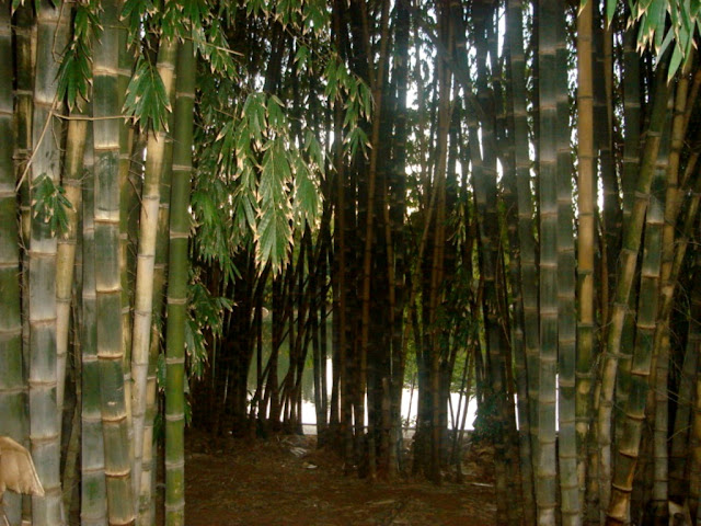 Preservação Ambiental. O barulho provocado pelo movimento dos bambus pelo vento desperta a imaginação,  e  às vezes assusta os desavisados que  de início não conseguem associar o ruído com o som próprio da natureza. 