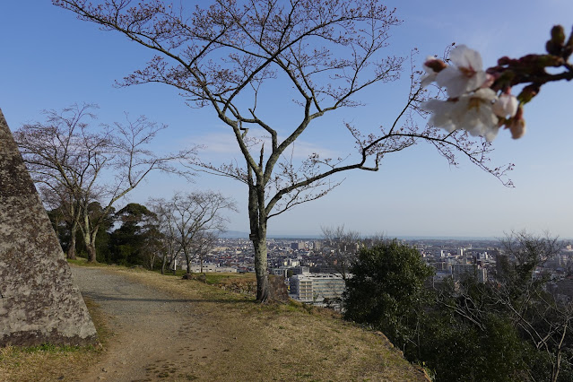 鳥取県米子市久米町 米子城跡 ソメイヨシノ桜