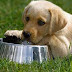 Πόσο νερό πίνει ο σκύλος το καλοκαίρι; 