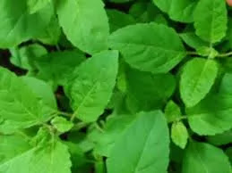 30+ Immense Benefits Of Tulsi- Perfect Immunity Booster Facts You Must Know About Holy Basil