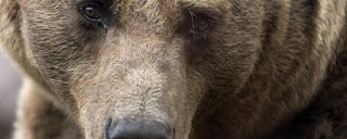 Kazakhstan: un ours purge une peine de prison à perpétuité au milieu des humains