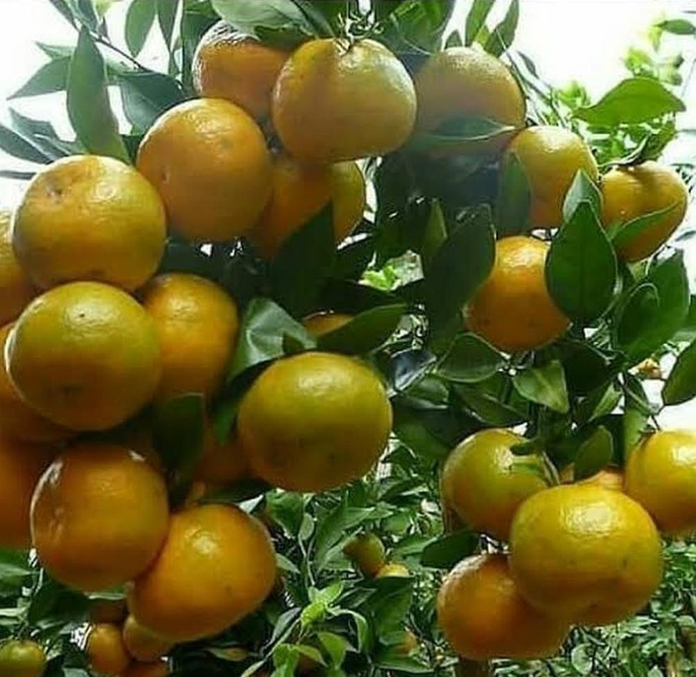 jual bibit buah jeruk siap kirim tanaman pohon terlaris Makassar