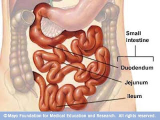 Usus Halus