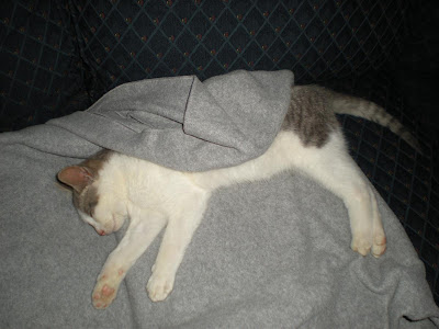 cat, kitten asleep on couch