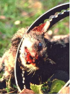 Los cepos acaban cruelmente con la vida de muchos animales.