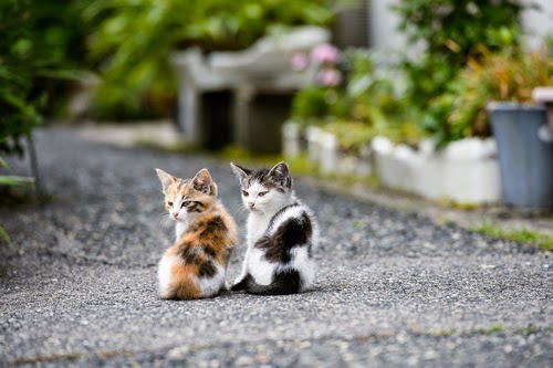 150 gambar kucing lucu dan imut termasuk anggora, persia, dan maine coon