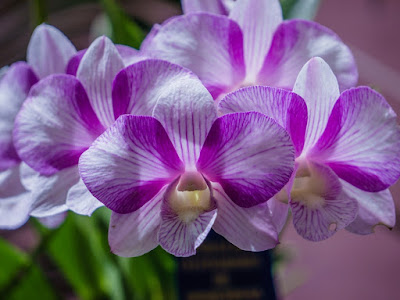 fotografias de lindas orquideas