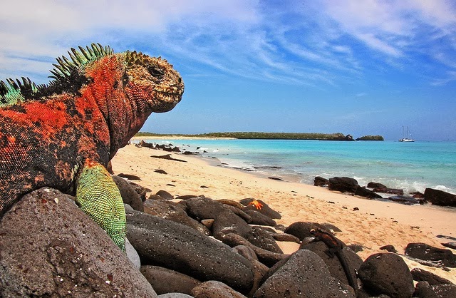 Turismo en Ecuador ¿Cómo explorar las Islas Galápagos?