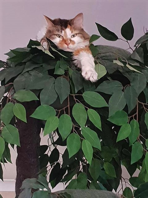 Tall Cat Tree