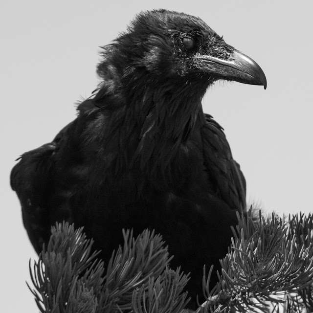 Raven, Grand Canyon