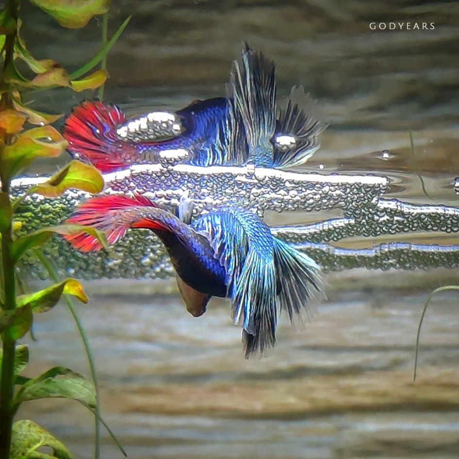 betta fish breeding