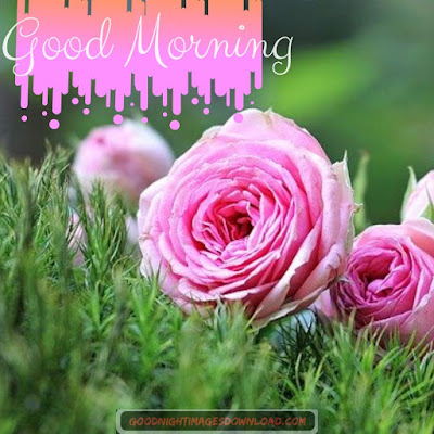 Lovely good morning images with rose flowers