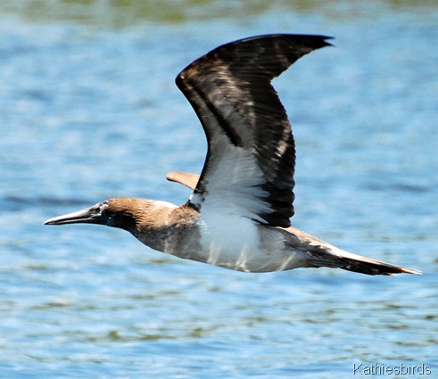 1. Blue footed booby-kab
