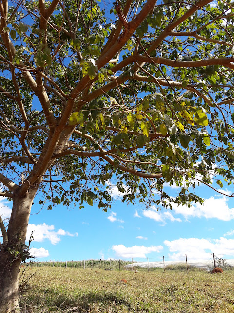 serra da canastra minas gerais