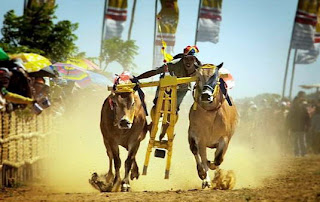 Karapan sapi cow racing