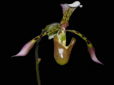 Paphiopedilum haynaldianum orchid plant care and culture