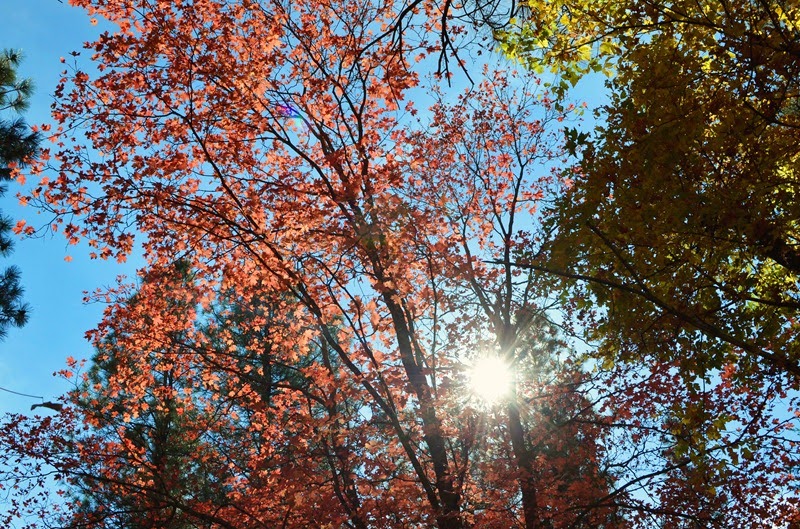DSC_0114