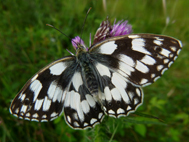 Marbled White (2020)