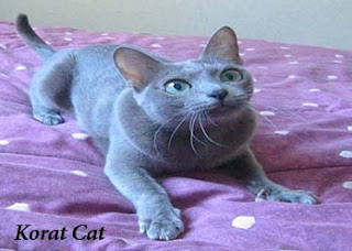 Overview of Korat Cat