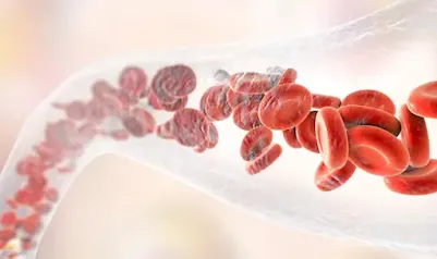 3 Highly-Regarded Chinese Herbs For Poor Blood Circulation