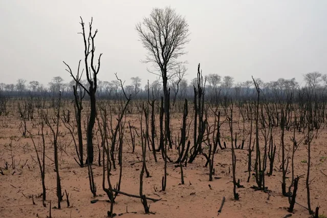 Rainforest Ravaged: Shocking Stats Reveal Alarming Deforestation Trends!