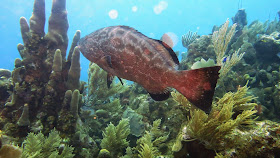 Devaneios de Biela em Roatan