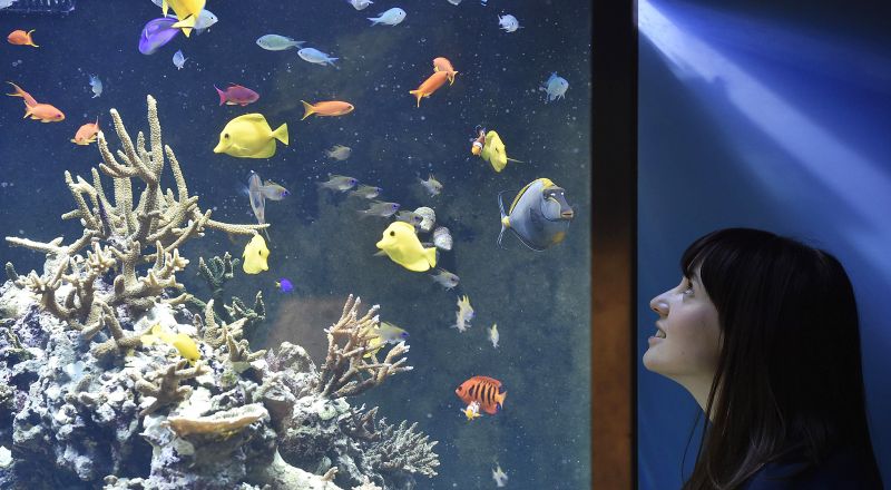 Jenis Ikan Hias Air Tawar Yang Dapat Di Gabung Satu Aquarium Ikanesia Id