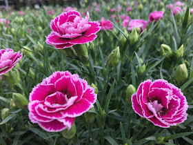 SuperTrouper Magenta + White Dianthus