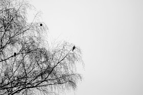 pigeon in tree