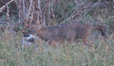 Golden Jackal (Canis aureus)