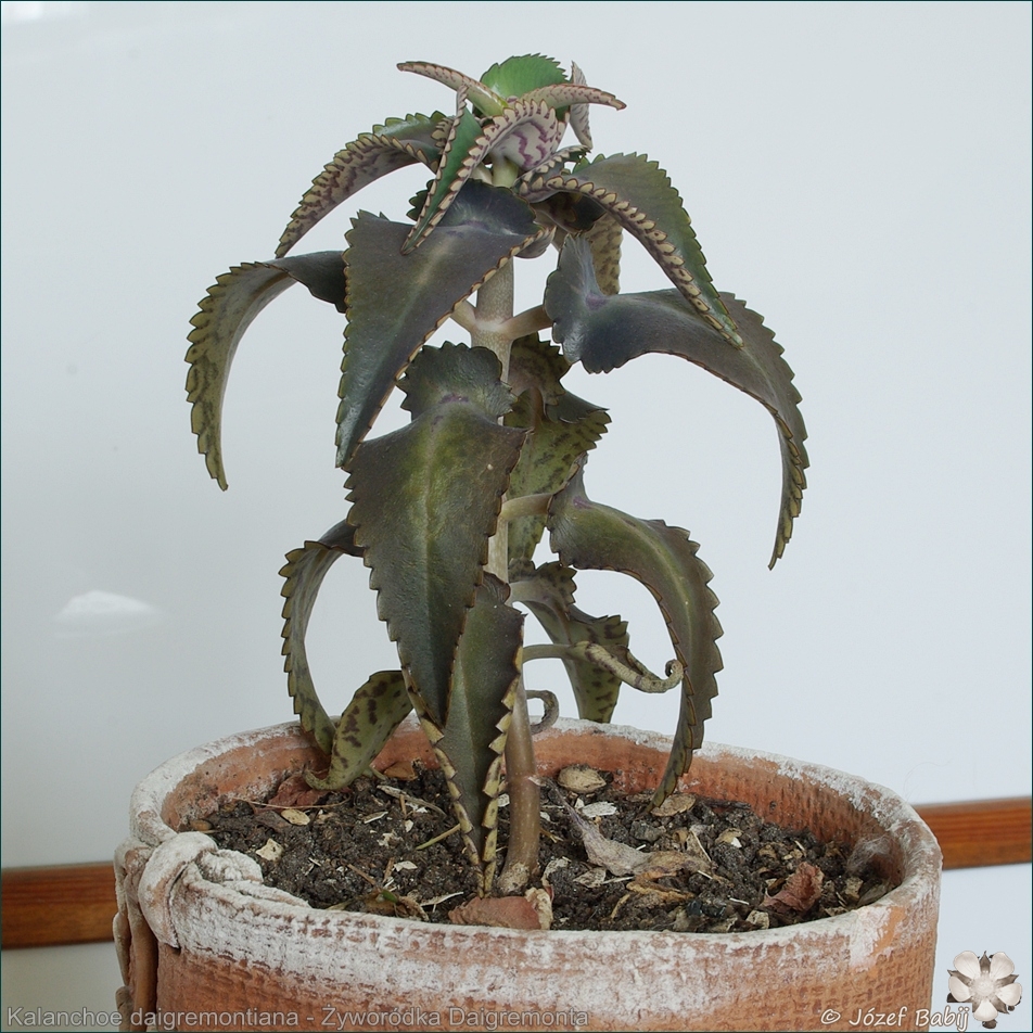 Kalanchoe daigremontiana - Żyworódka Daigremonta